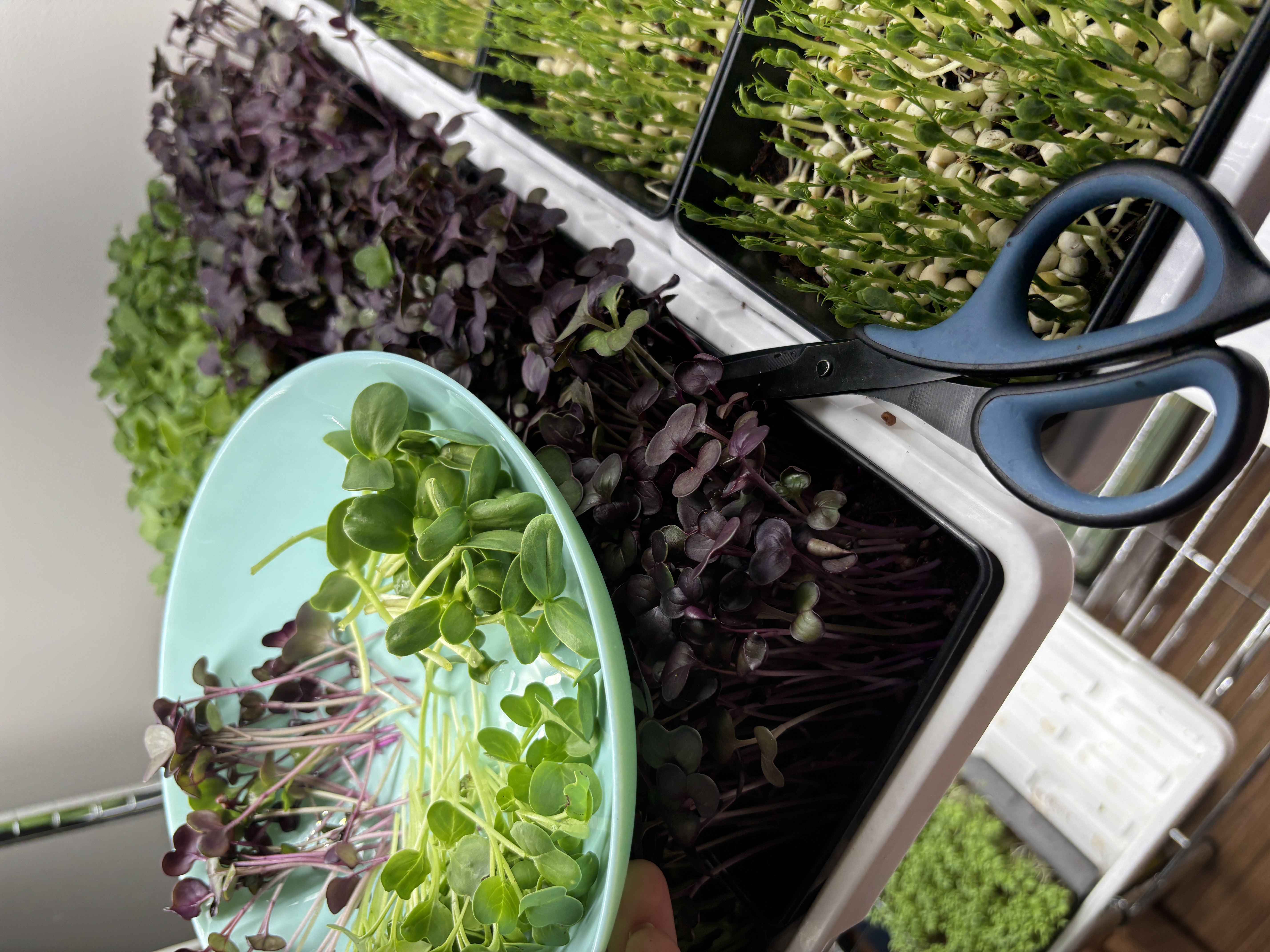 GreenWill Farm microgreens tray close-up