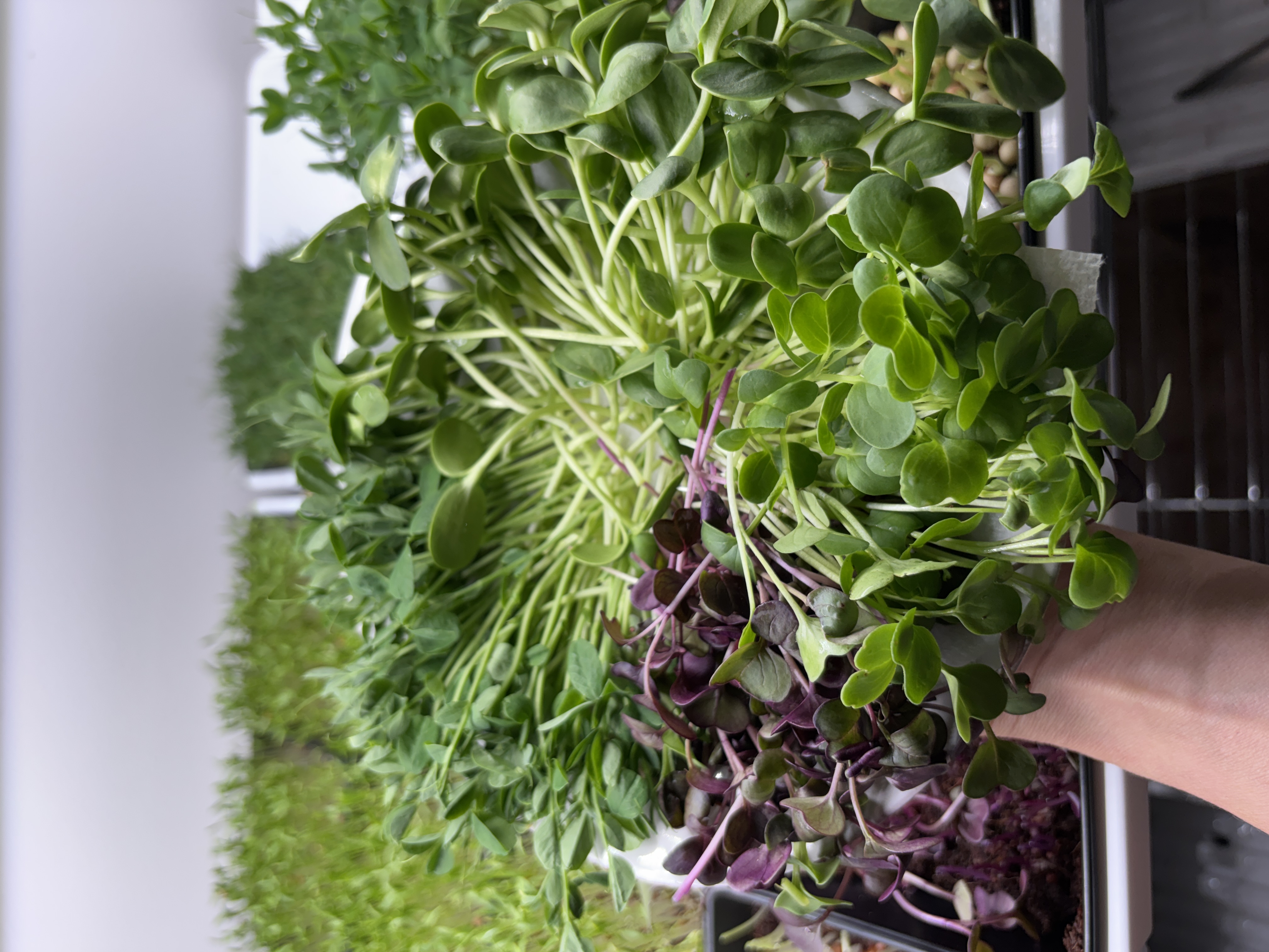 Fresh microgreens growing on trays at GreenWill Farm