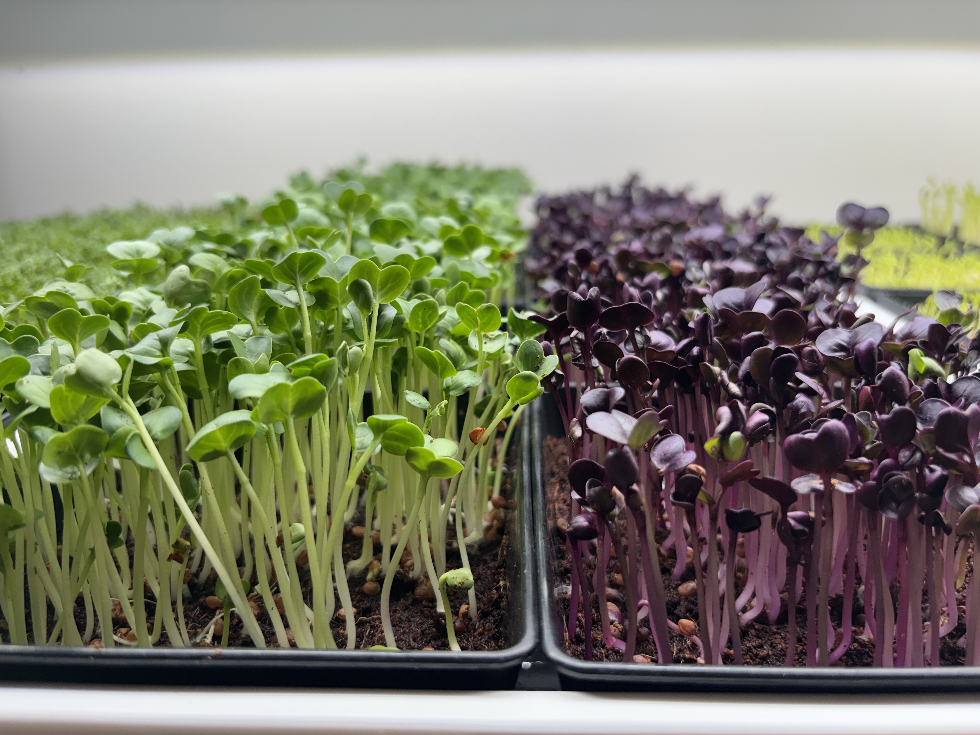 Microgreens growing in trays
