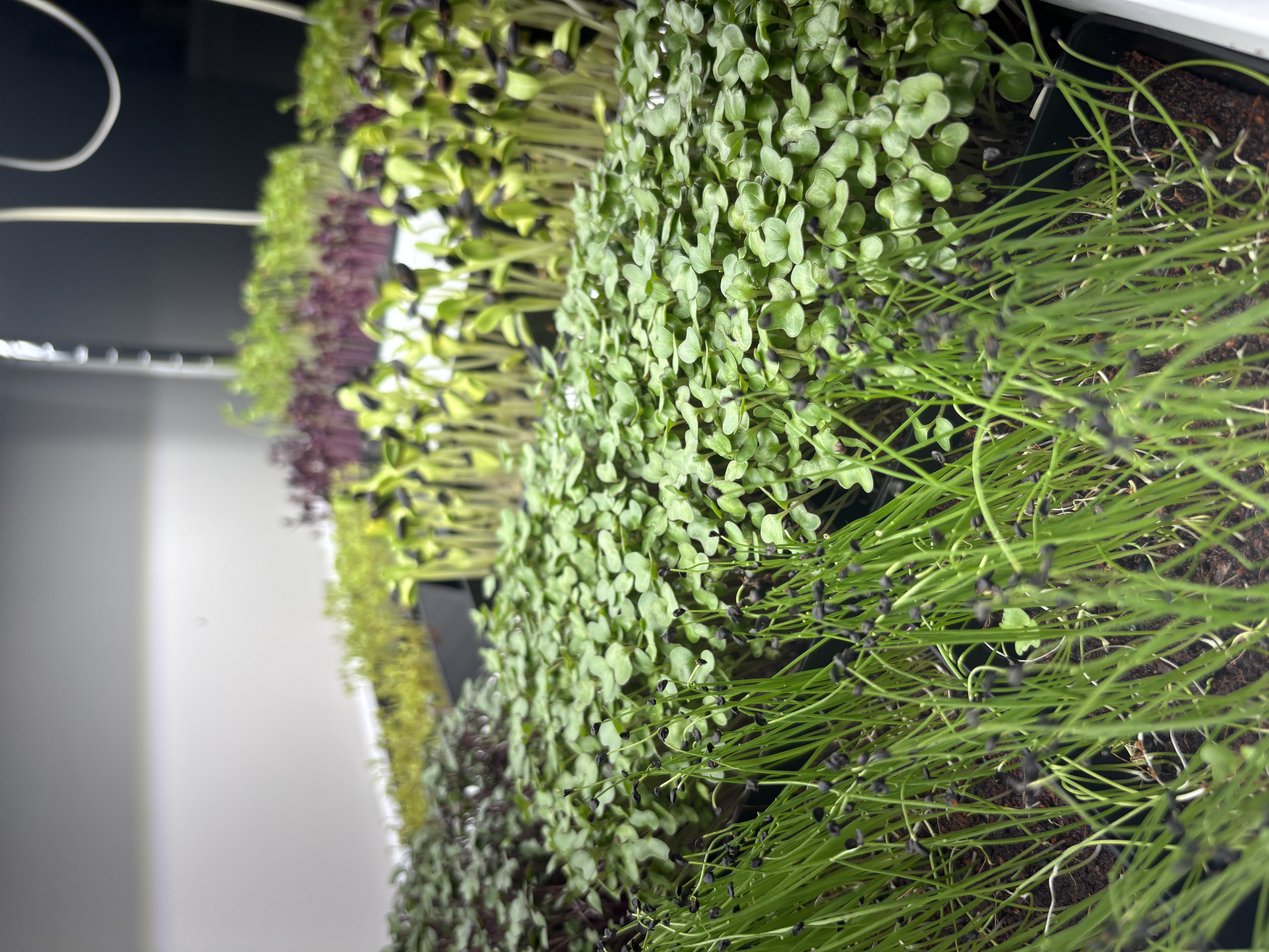 Harvested microgreens in a tray and bowl