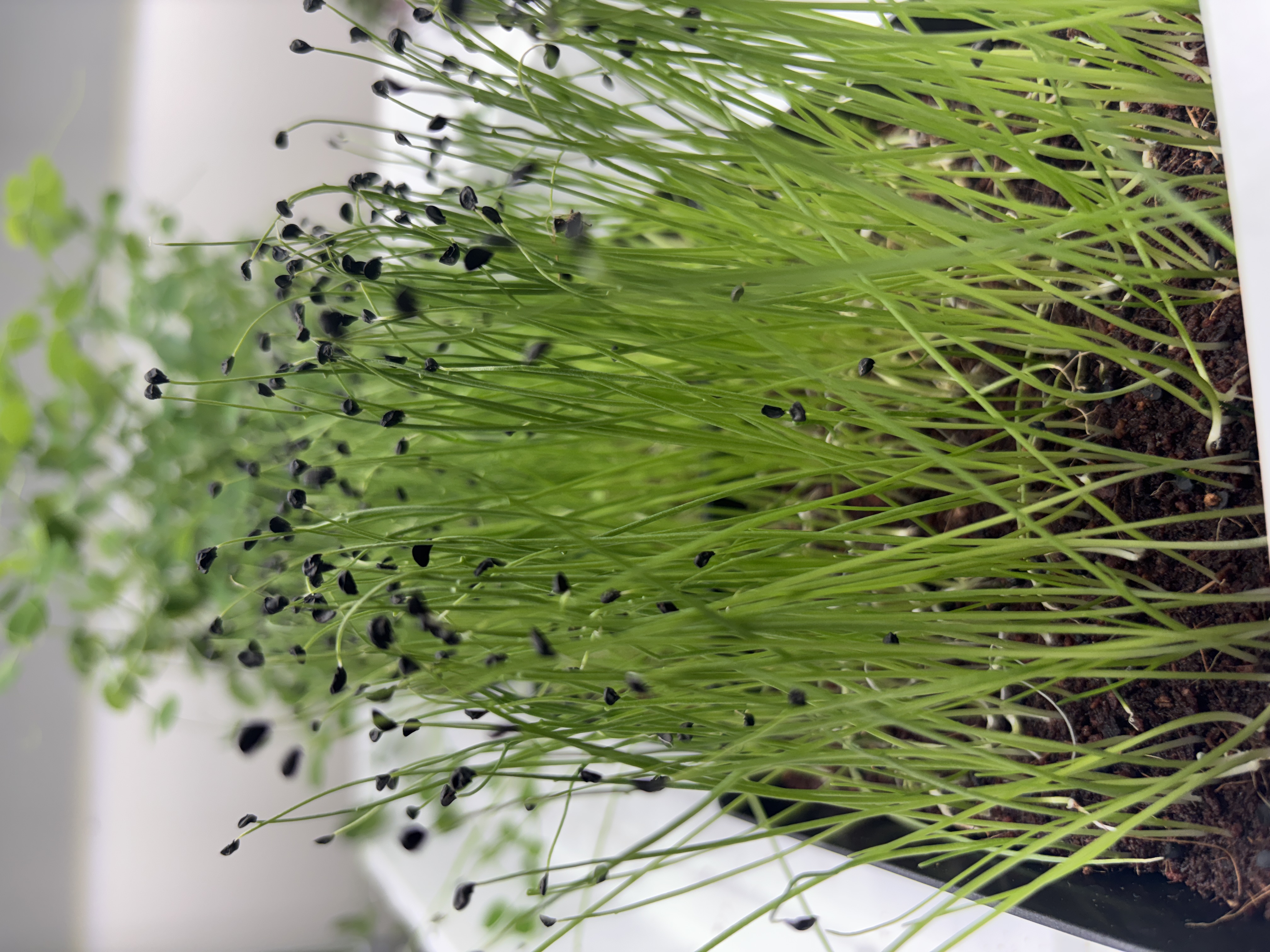 Packaged sunflower microgreens